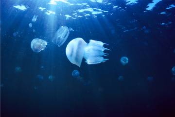 jellyfish-underwater-2021-08-26-16-02-30-utc.jpg