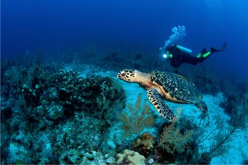 male-scuba-diver-with-dive-light-swims-with-hawksb-2021-08-28-07-34-46-utc.jpg